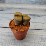 Lithops sp. (Живые камни)