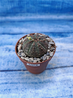 Euphorbia Obesa (Эуфорбия)