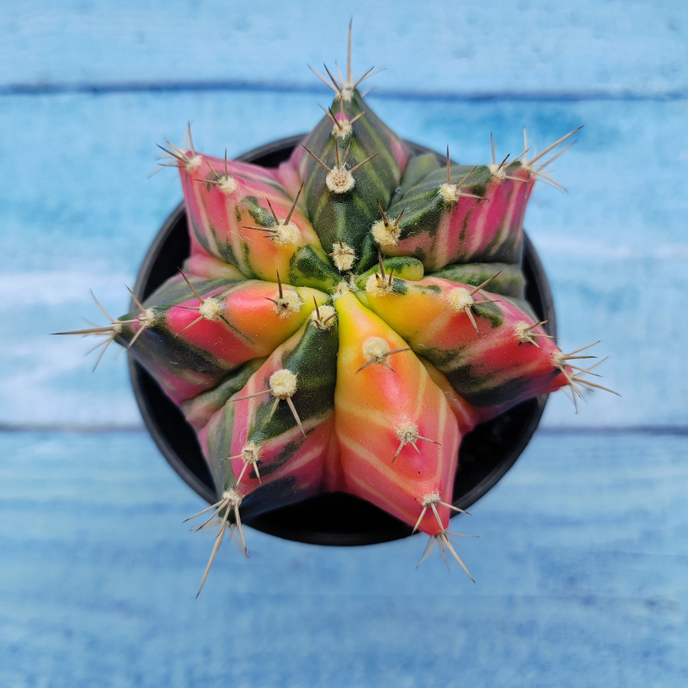 Gymnocalycium Variegata (Гимнокалициум Вариегатный)