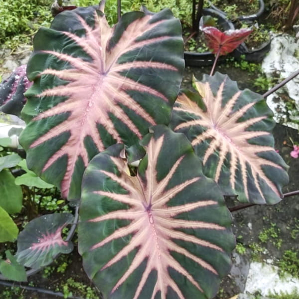 Колоказия TANTARI