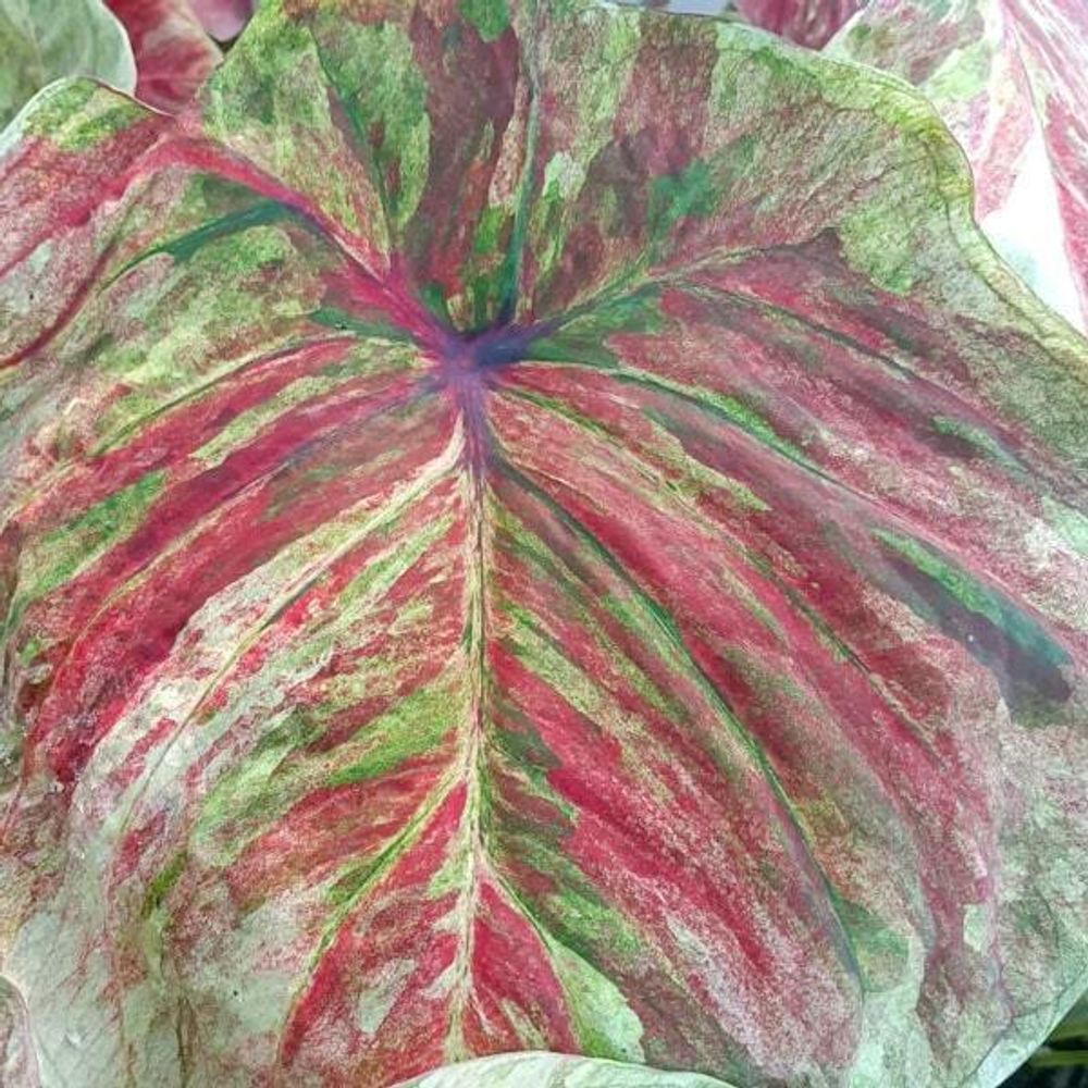 Каладиум PHON SUANG PHLAENG