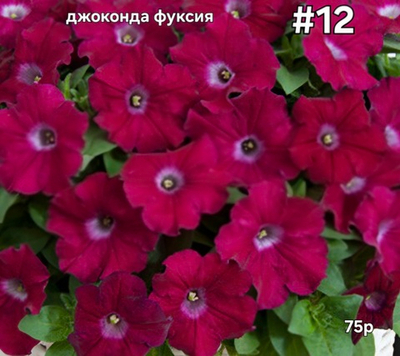 РАССАДА ПЕТУНИИ ДЖОКОНДА ФУКСИЯ № 12