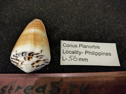 Конус Планорбис