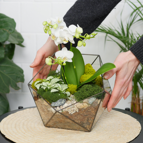 Готовый флорариум с белой орхидеей Икос