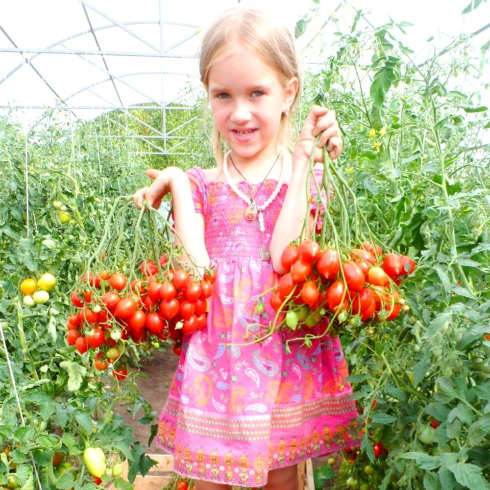 Помидоры Geranium Kiss