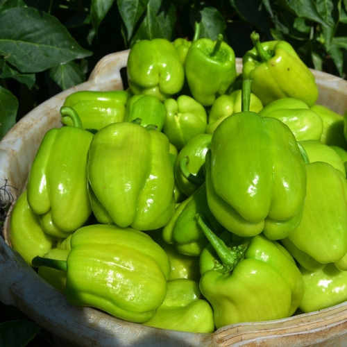 Перец Долма Турецкий - Dolma Biber