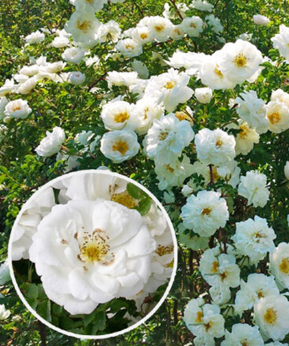 Роза канадская Каква С4 Закупка М43 июнь 2026