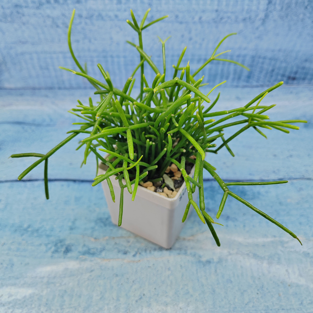 Rhipsalis Cassutha (Рипсалис)