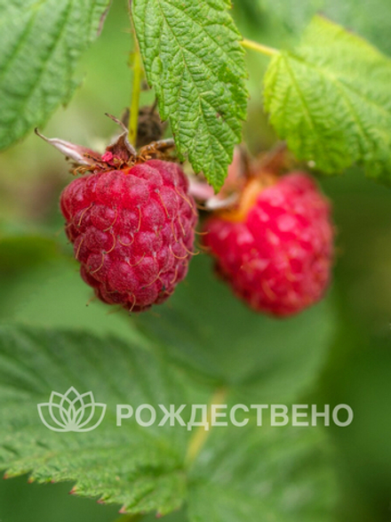 Малина Бальзам
