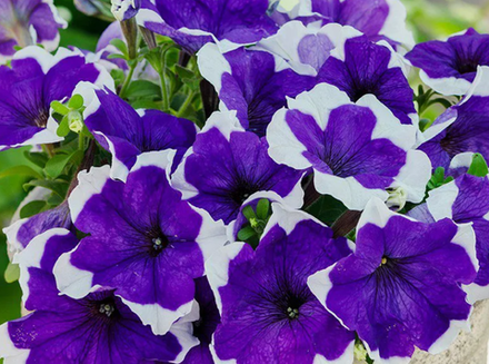 ЕВРО Петуния Crazytunia Blue Picotee укорененный черенок ОКС декабрь 25