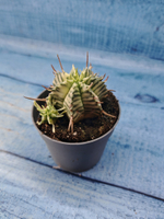 Euphorbia meloformis f. Variegated (Эуфорбия вариегатная)