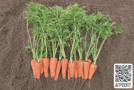КЕСЕНА F1 семена моркови (Bejo | Alexagro) – фото 2