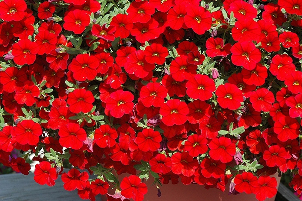 Calibrahoa Calipetit Early Bright Red. ОКС укорененный черенок. Под заказ, производство 4-5 недель