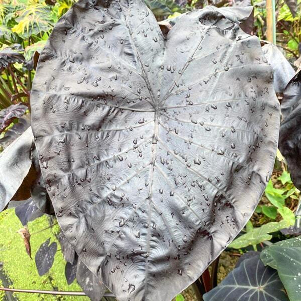 Колоказия BLACK BONE