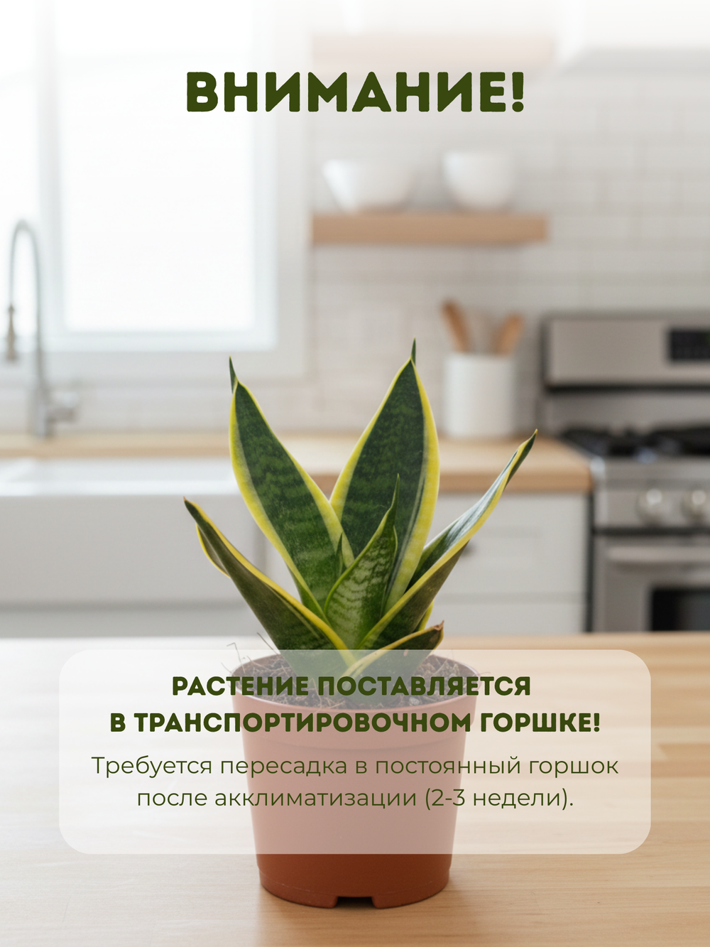 Сансевиерия Single Head Lotus Orc