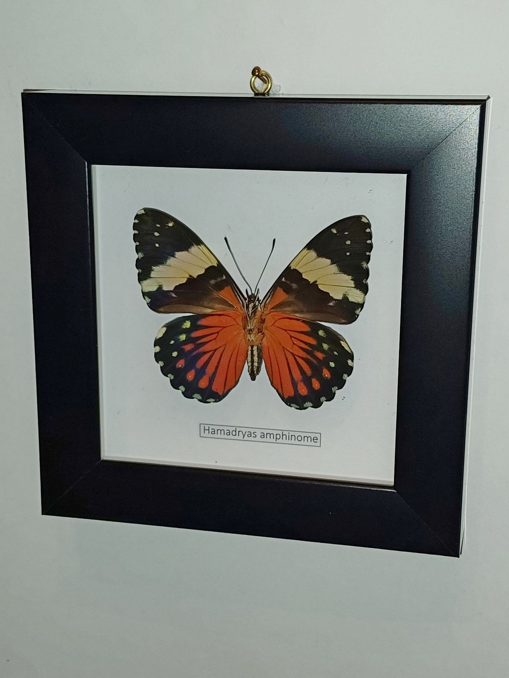 Бабочка Hamadryas amphinome испод в рамке