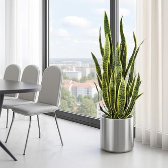 Сансевиерия (Щучий хвост) и суккуленты