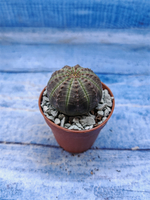 Euphorbia Obesa (Эуфорбия)