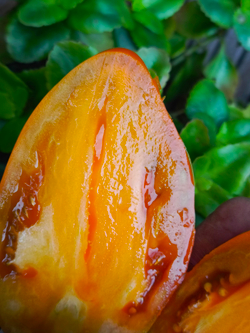 Огненный гребень охра (Cresta di Fuoko ochre) сорт томата