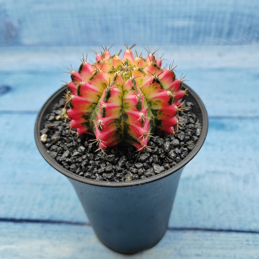 Gymnocalycium Variegata (Гимнокалициум Вариегатный)