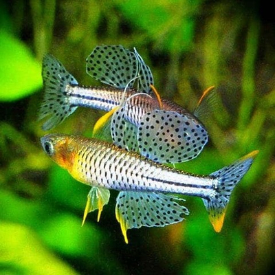 Псевдомугил Гертруды