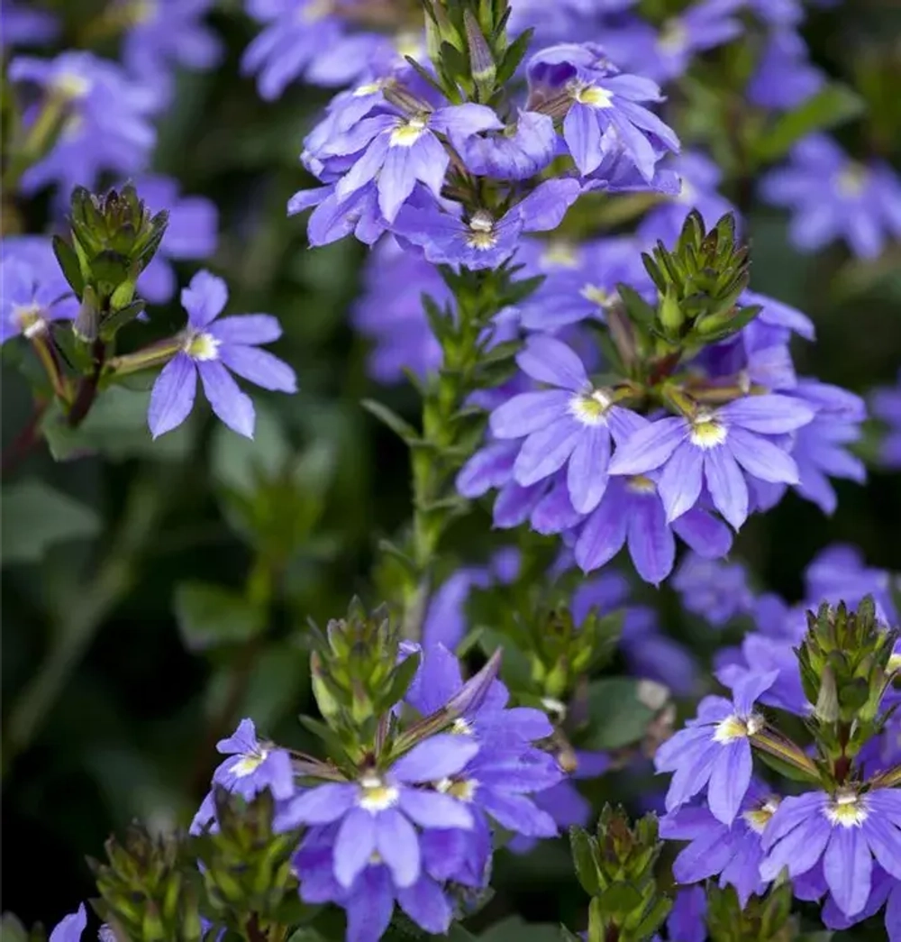 Сцевола Abanico Blue