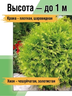 Туя саженец западная Мириам хвойные