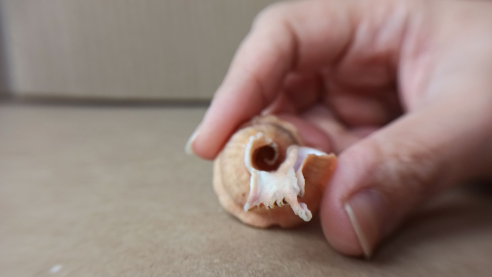 Латиаксис мавае с оперкулумом (Latiaxis mawae) 4 см.