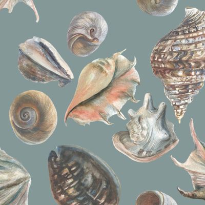 Морские ракушки