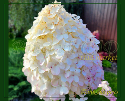 Гортензия метельчатая Пинк энд Роуз- Розовый и Роза (Hydrangea paniculata `Pink and Rose`)
