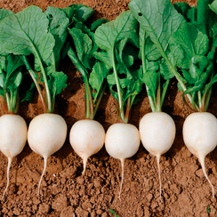 ВАЙТЕЛЛА F1 семена редиса (Hazera | Хазера)