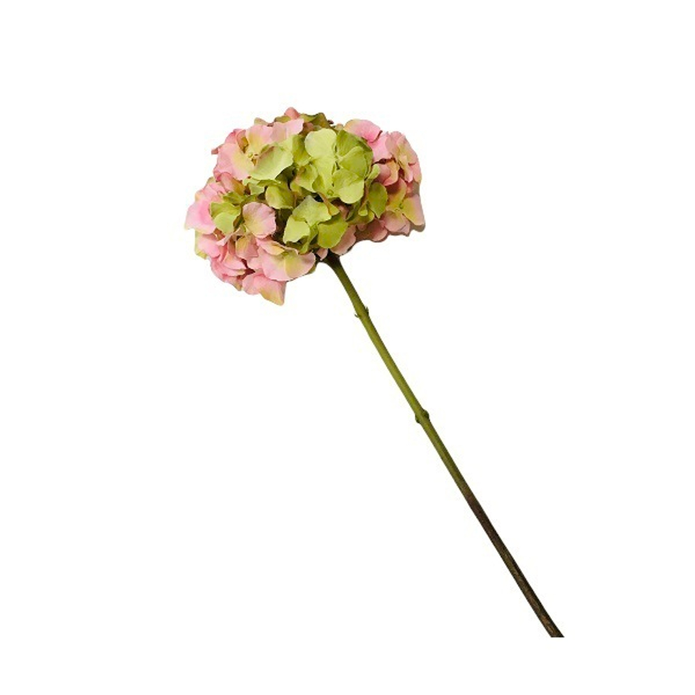 Гортензия Алтона зелёно-розовая