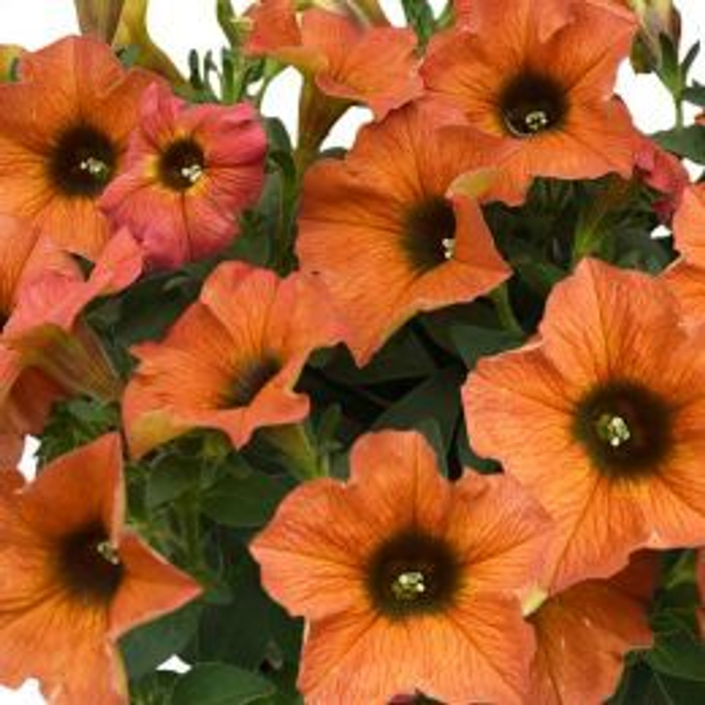 Петхоа BEAUTICAL Cinnamon