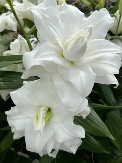 Лилия Сесилия (махровая серия «Роузлили»)