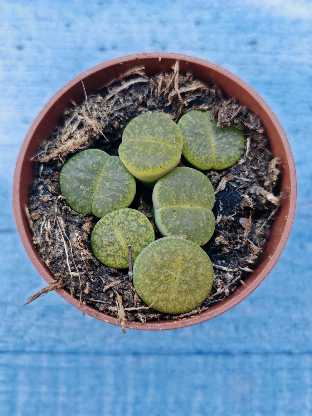 Lithops sp. (Литопсы)