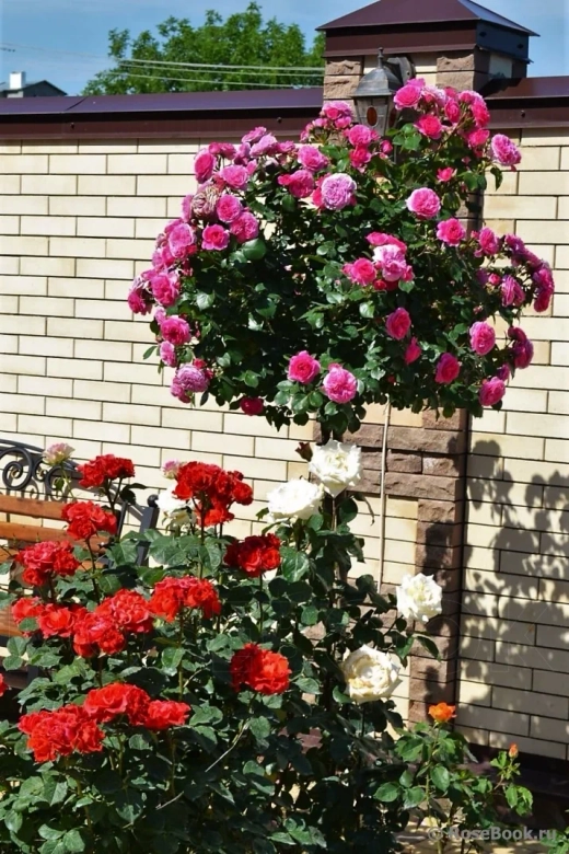 Роза Баронесса штамб 90 см Закупка М21 весна 2026