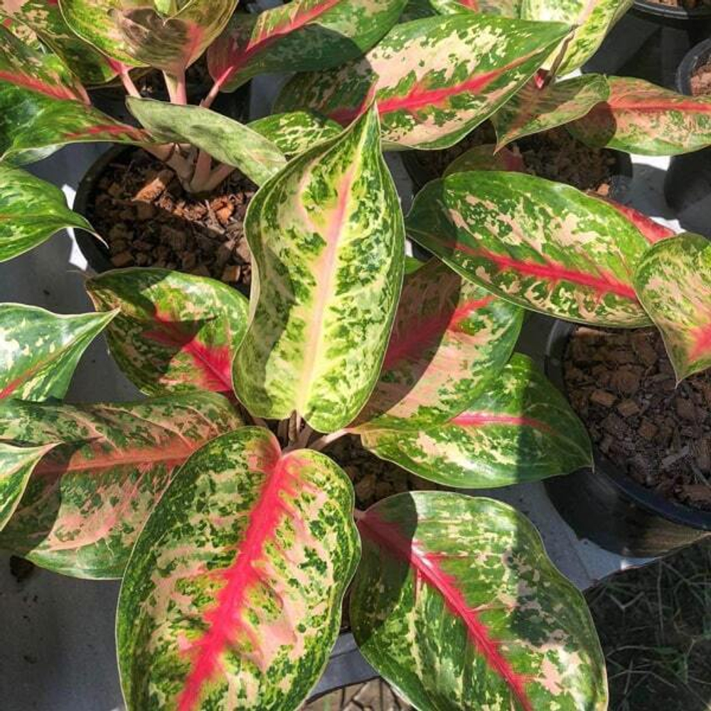 Аглаонема SUNLIGHT