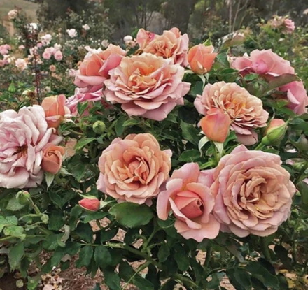 Роза Коко Локо (Koko Loko)