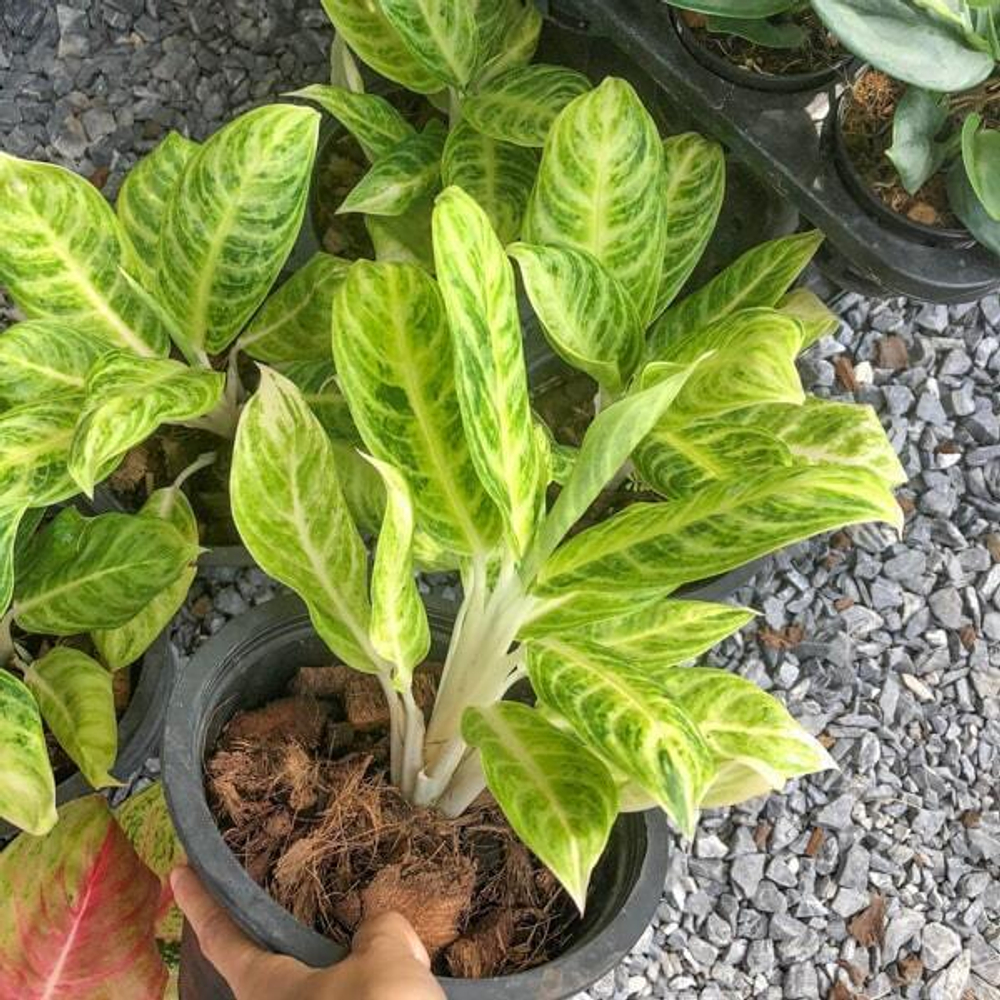 Аглаонема CHORN NGERN / SILVER SPOON