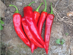 Перец острый Шакира F1 5шт Мировые Семена VITA GREEN