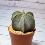 Astrophytum Myriostigma 6 ребер (Астрофитум)
