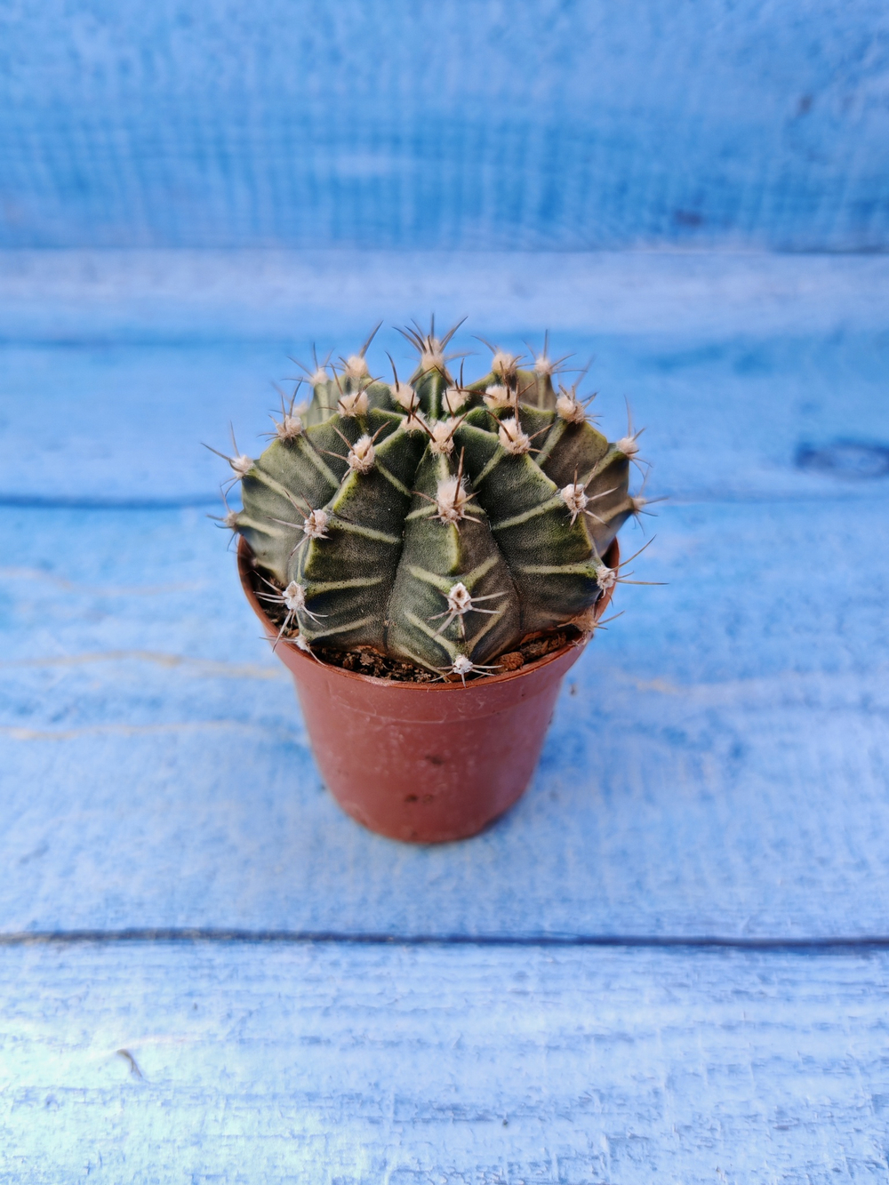 Gymnocalycium Friedrichii (Гимнокалициум)