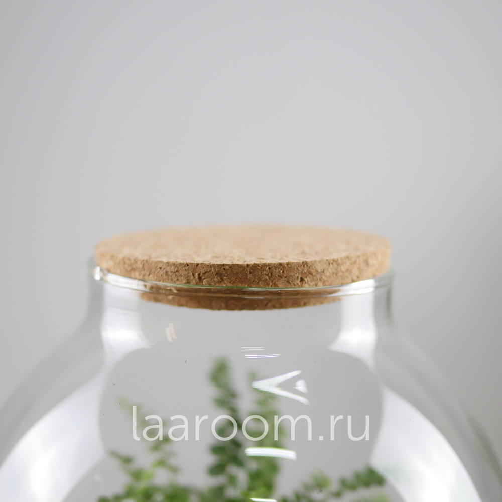 Флорариум эко-система Du-Bubble Папоротни