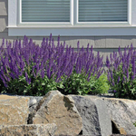 Шалфей дубравный Адора Блю