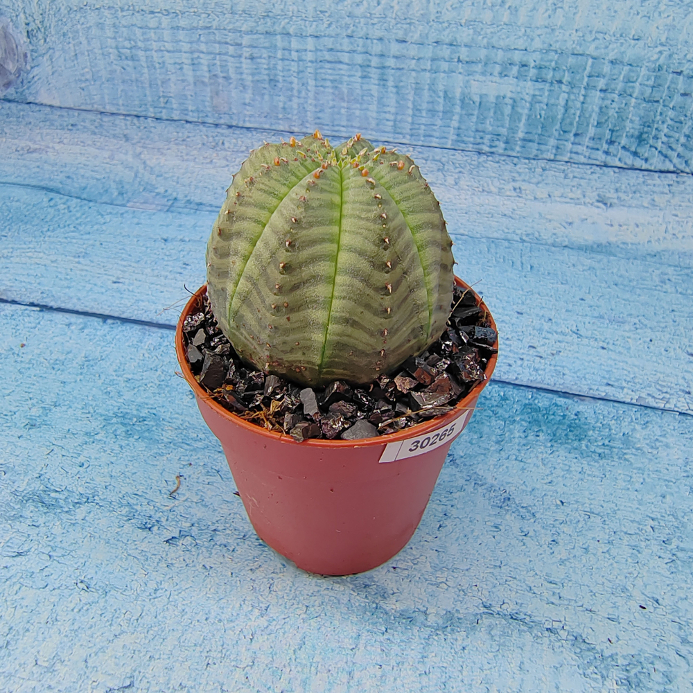 Euphoria Obesa (Эуфорбия)