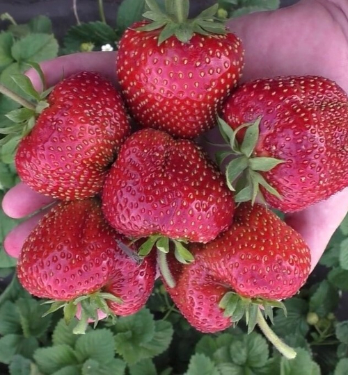 Кисс Неллис