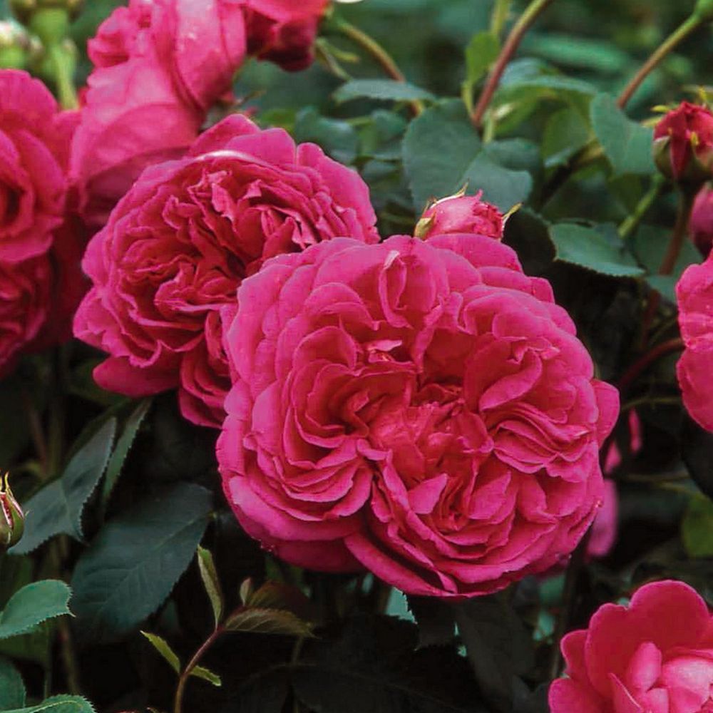 Леди Оф Мегинч (Lady Of Megginch)