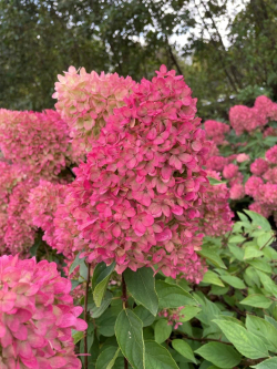 Гортензия метельчатая Гарденлайт Редлайт ( Hydrangea paniculata Gardenlight Redlight)