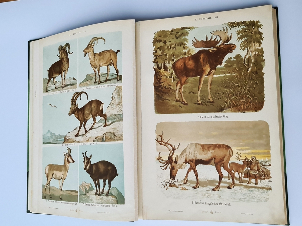 "Большой зоологический, ботанический и минералогический атлас : Handatlas der Naturgeschichte aller drei Reiche". Г. Хайек : Hayek, Gustav von. Grosser. 1888г. - антикварное издание
